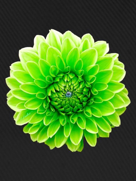 Fleur