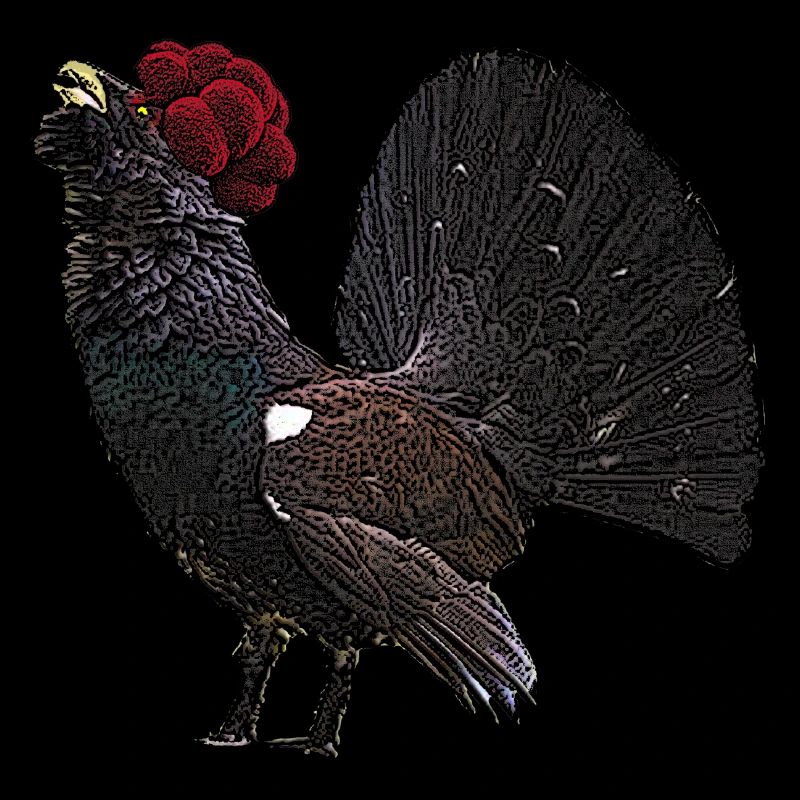 Capercaillie with Black Forest Bollenhut