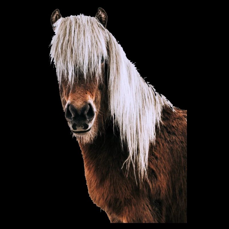 Pferd