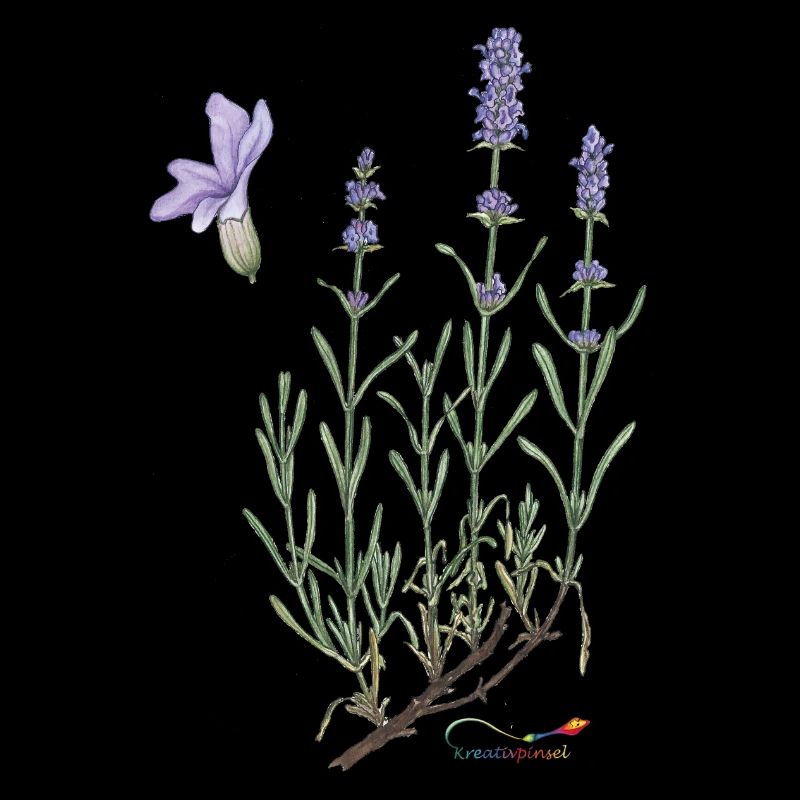 Lavendel