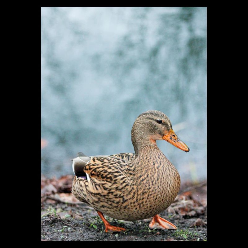 Ente