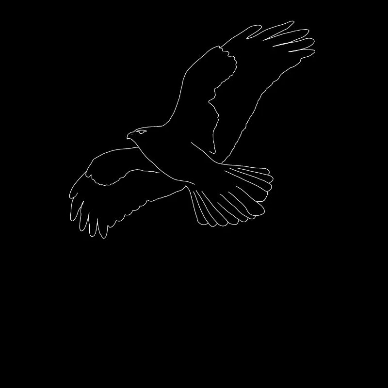 Buzzard