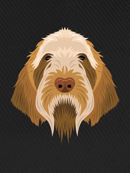 Spinone Italiano