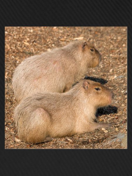 Capybara capybara (Hydrochoerus hydrochaeris)