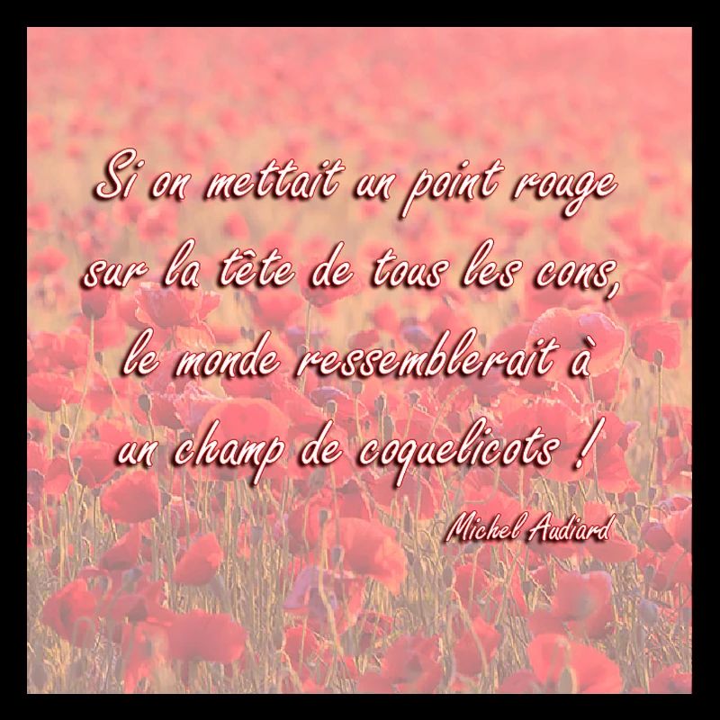 Champs de coquelicots