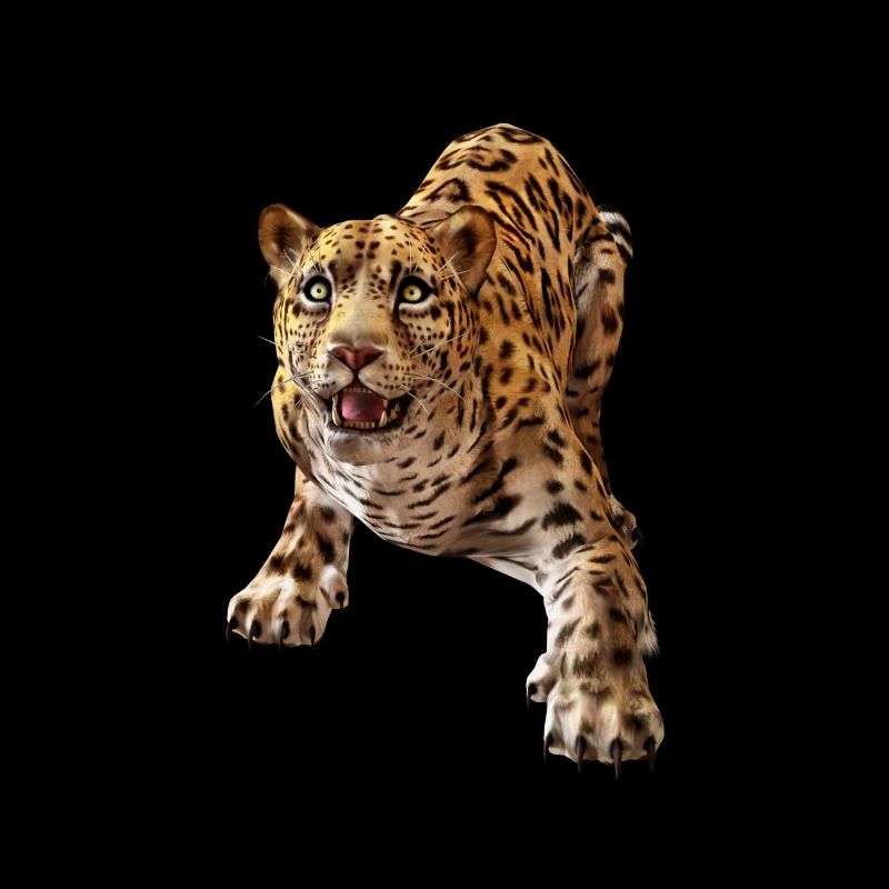 Leopard