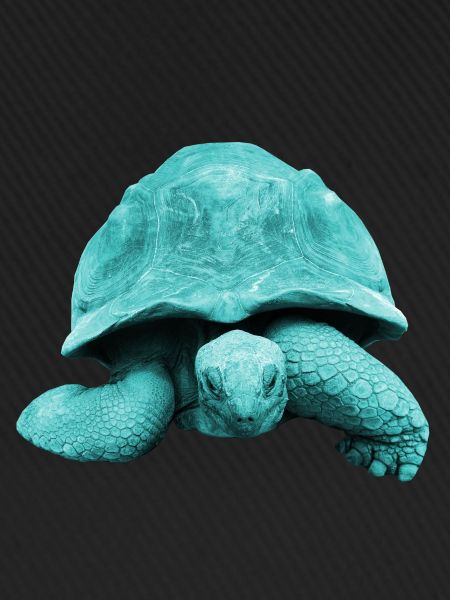 Turtle Tortoise