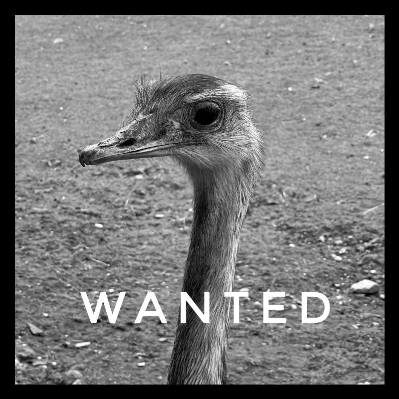 WANTED BIRD