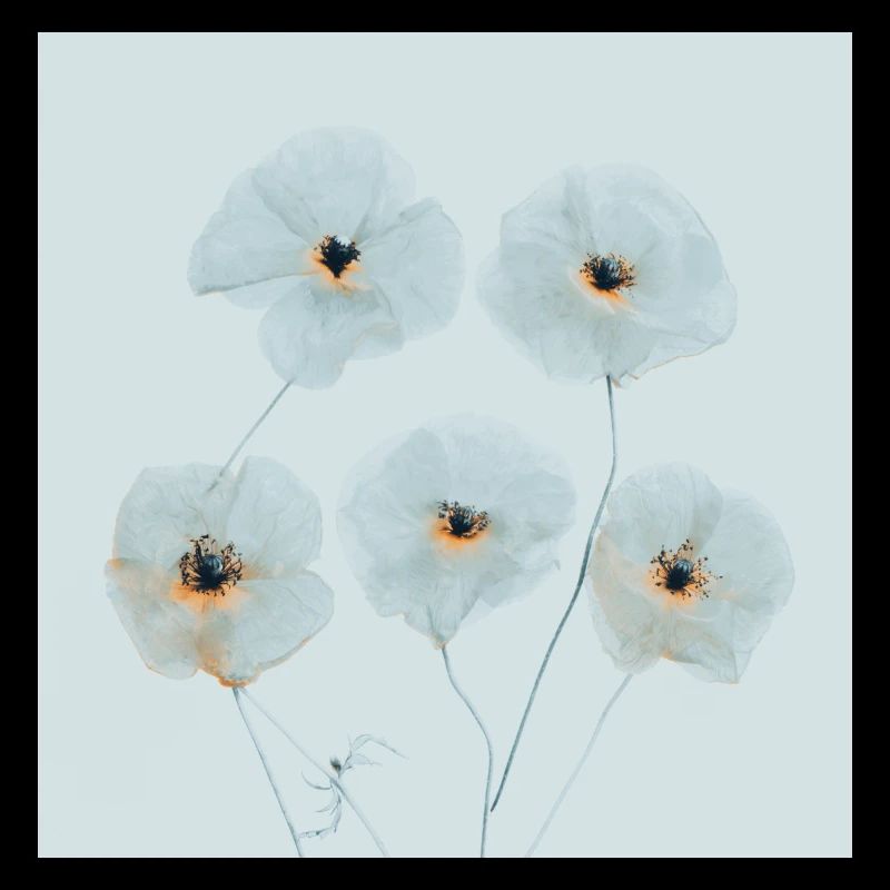 Mohn Blumen Blau Orange