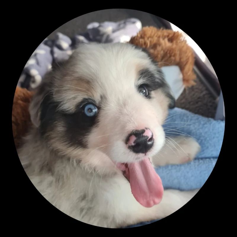 Ein ganz junger Australien Shepherd