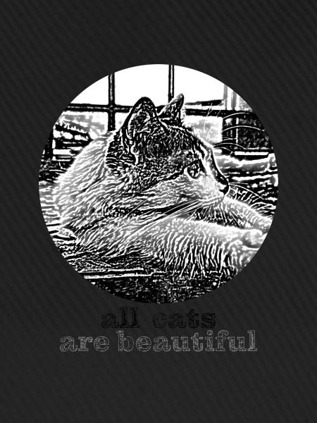All cats are beautiful