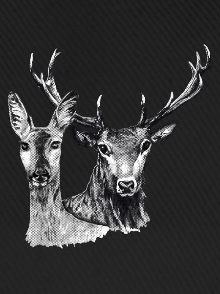 Deer and doe