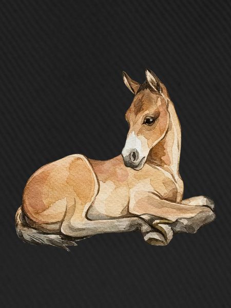 fohlen