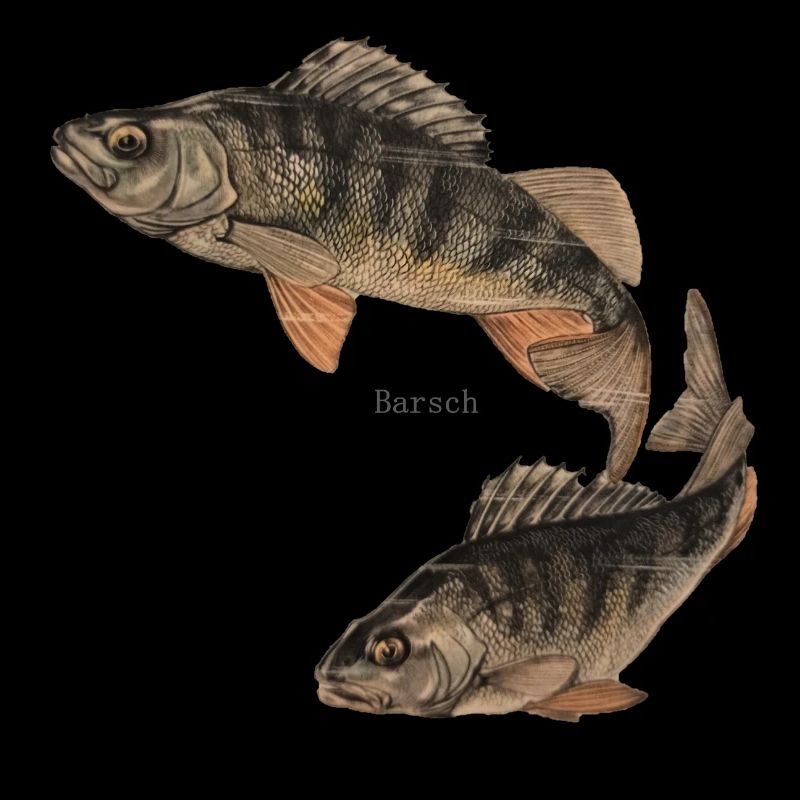 barsch