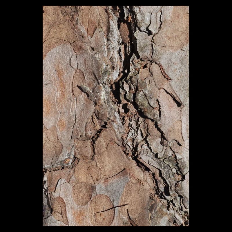 Tree bark