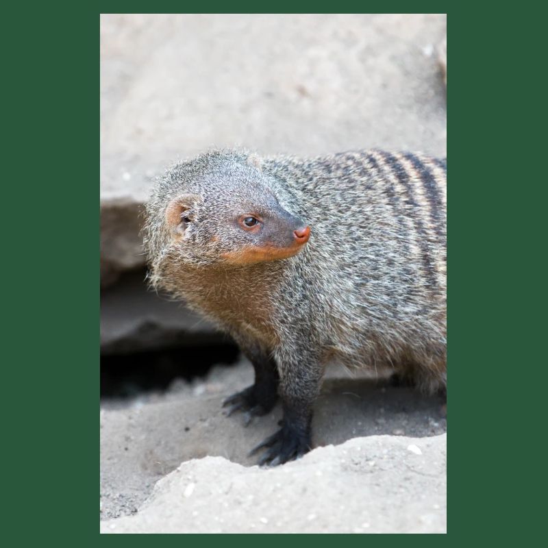 Gebänderte Manguste oder Zebramanguste