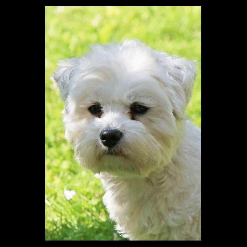 Malteser