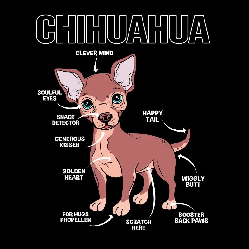 Anatomie du chihuahua