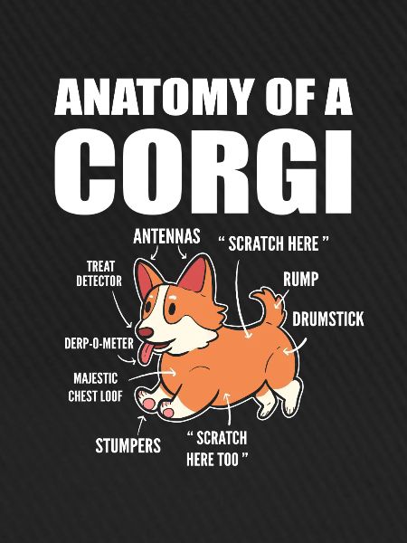 Corgi Anatomie