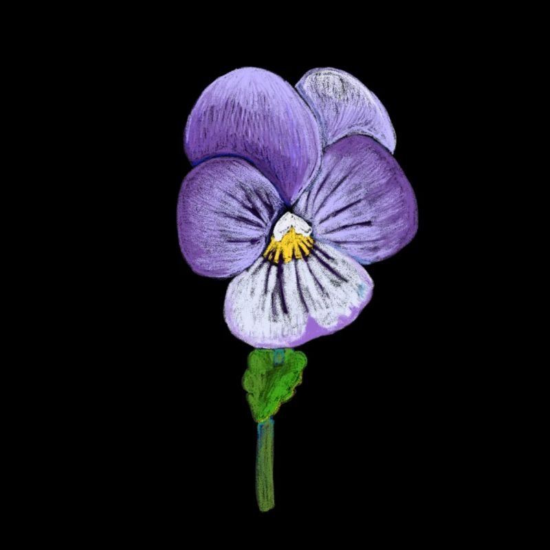 Viola tricolor