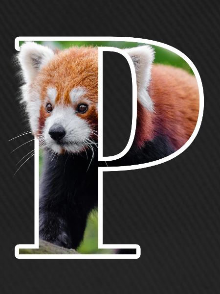 P Red Panda