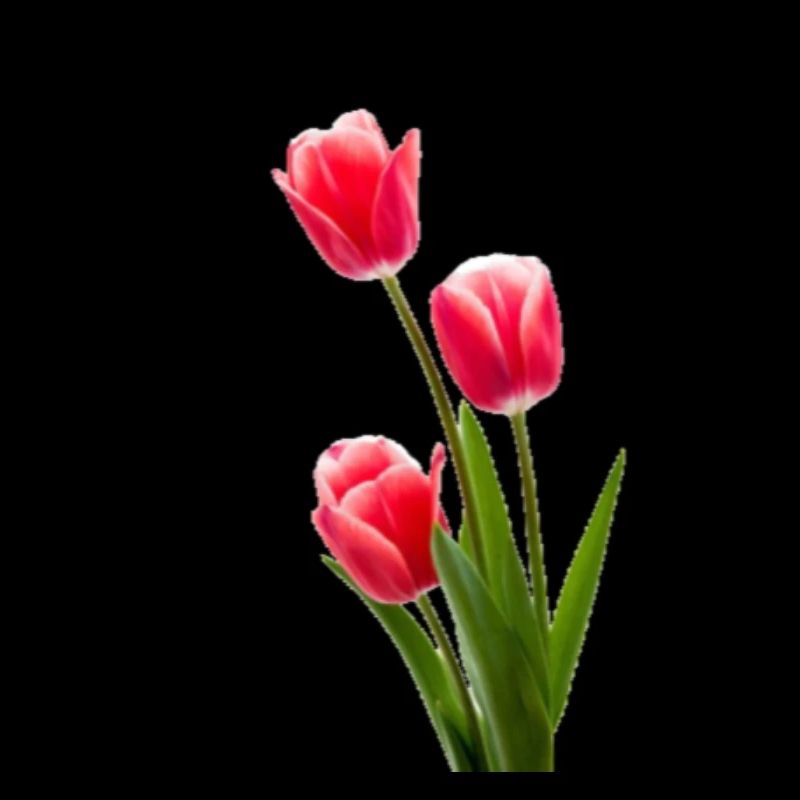 Tulpe / Tulip