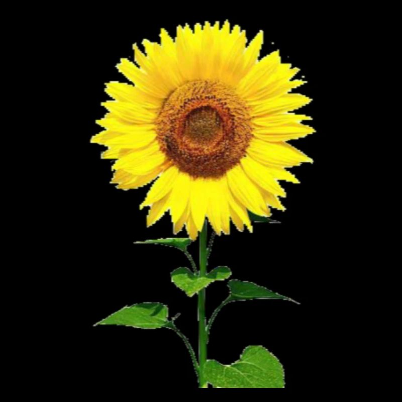 Sonnenblume / Sunflower