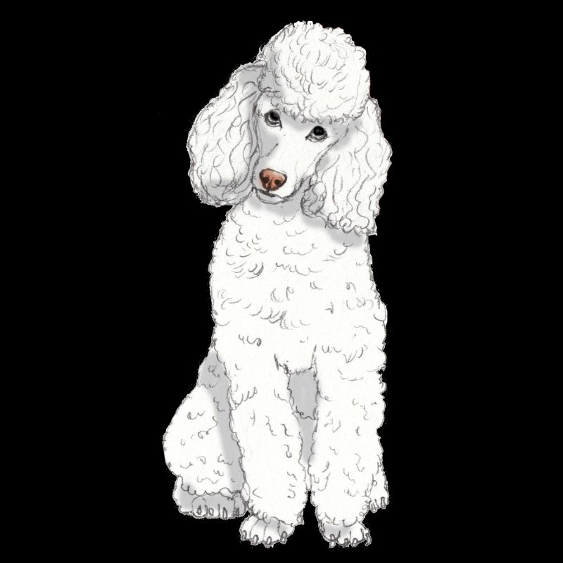 Caniche jouet blanc