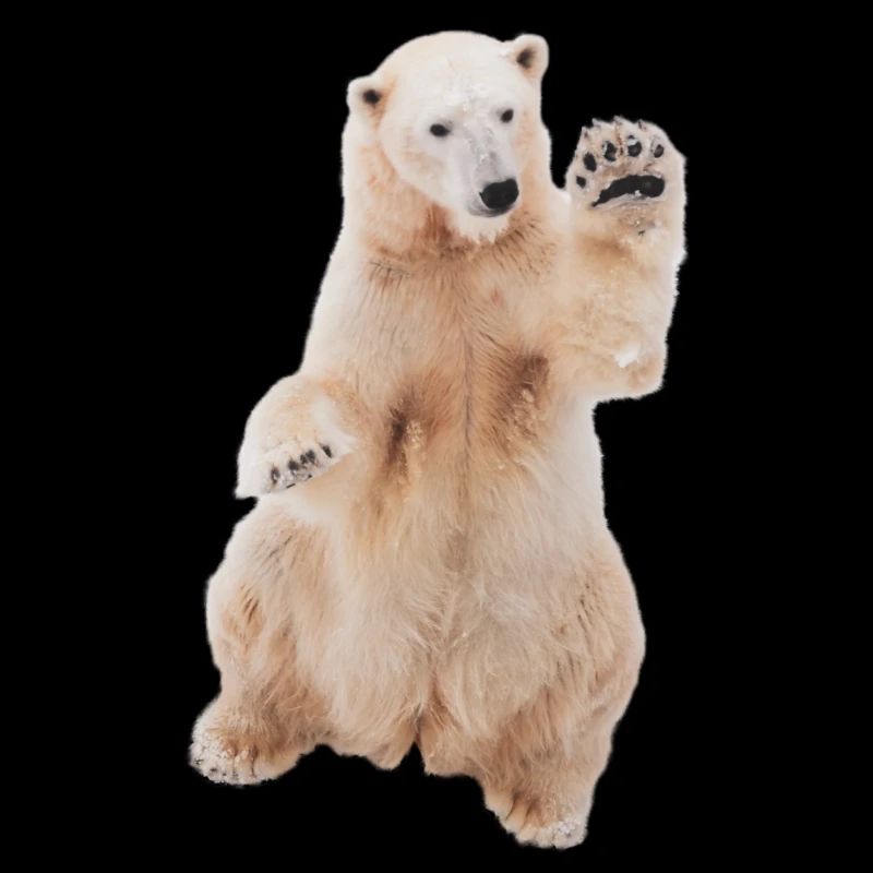 Ours polaire