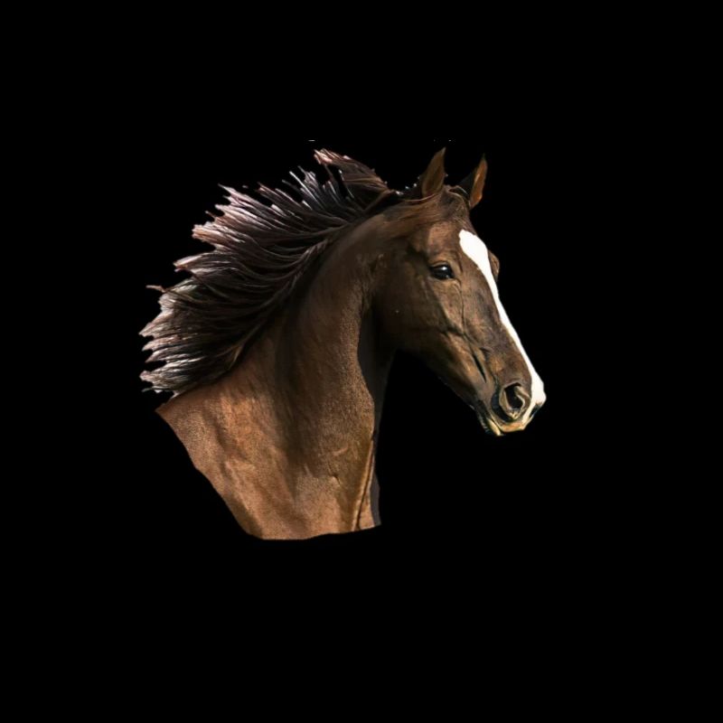 Tête de cheval