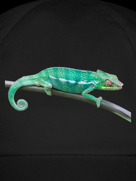 chameleon