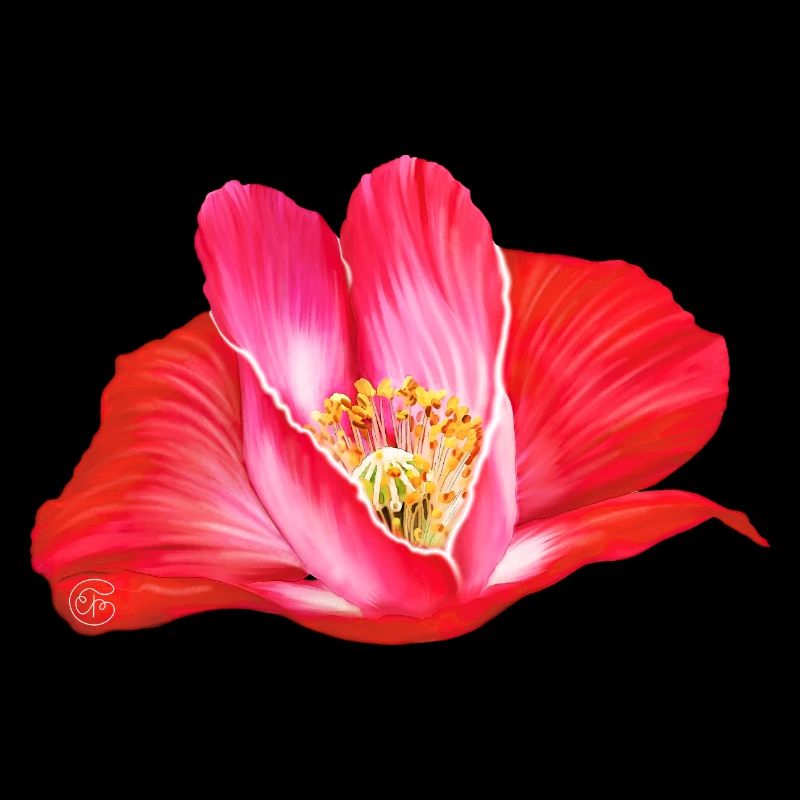 Heart shaped red poppy