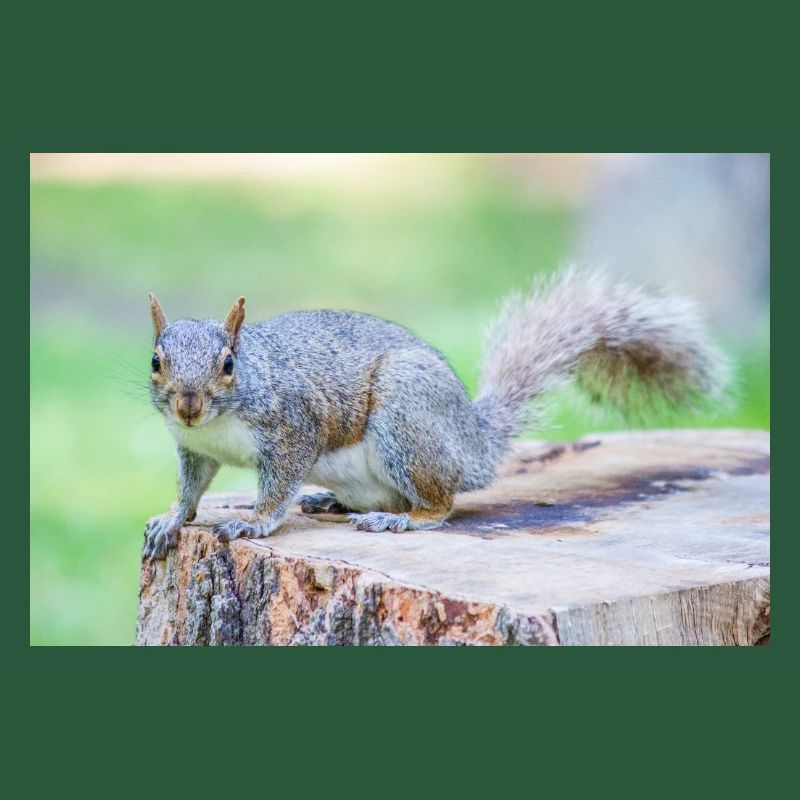 Grauhörnchen Sciurus carolinensis