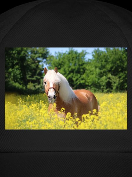 Haflinger in rapeseed
