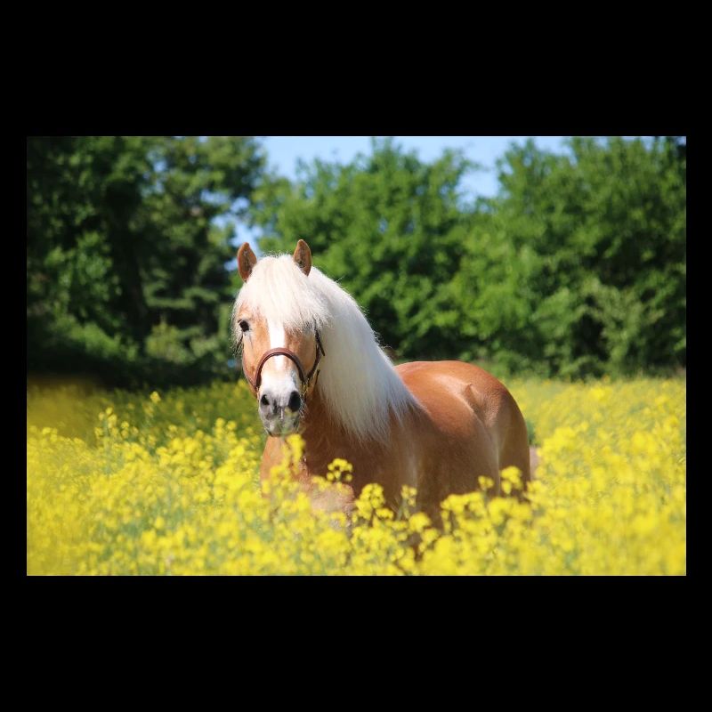 Haflinger dans le colza