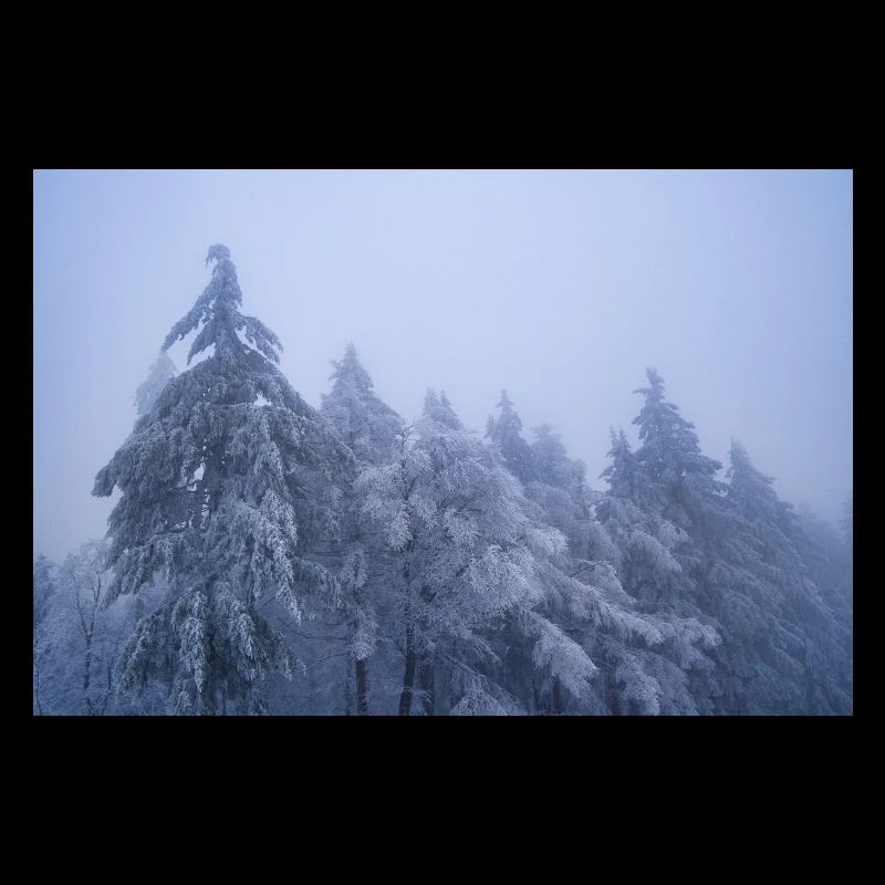 Trees in the snow