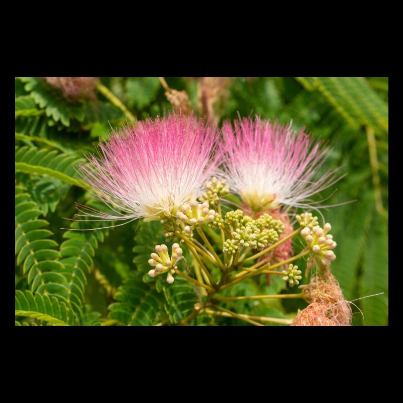 Persian silk tree also pink silk tree also mimosa