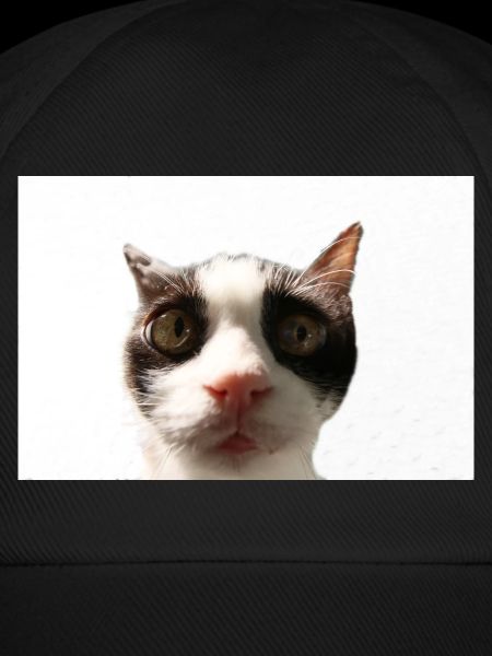 Katze