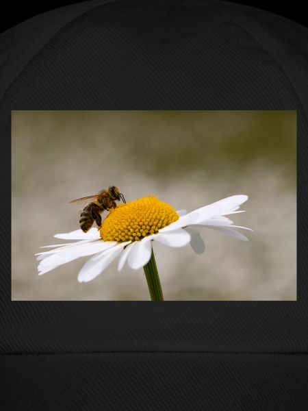 Marguerite with bee
