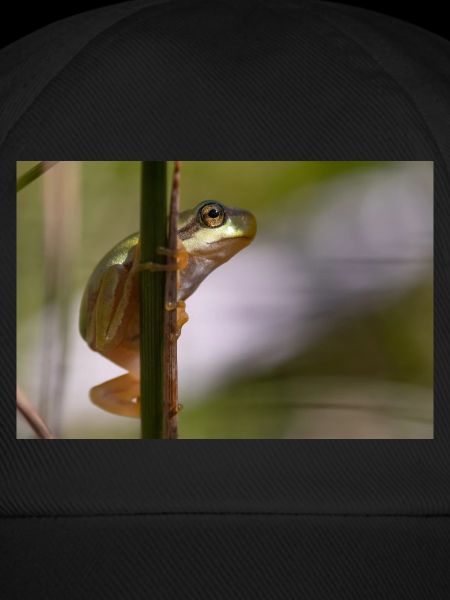 Tree frog