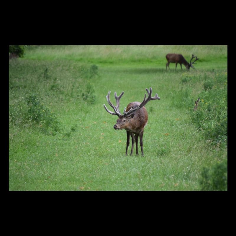 Male Deer DSC 0045