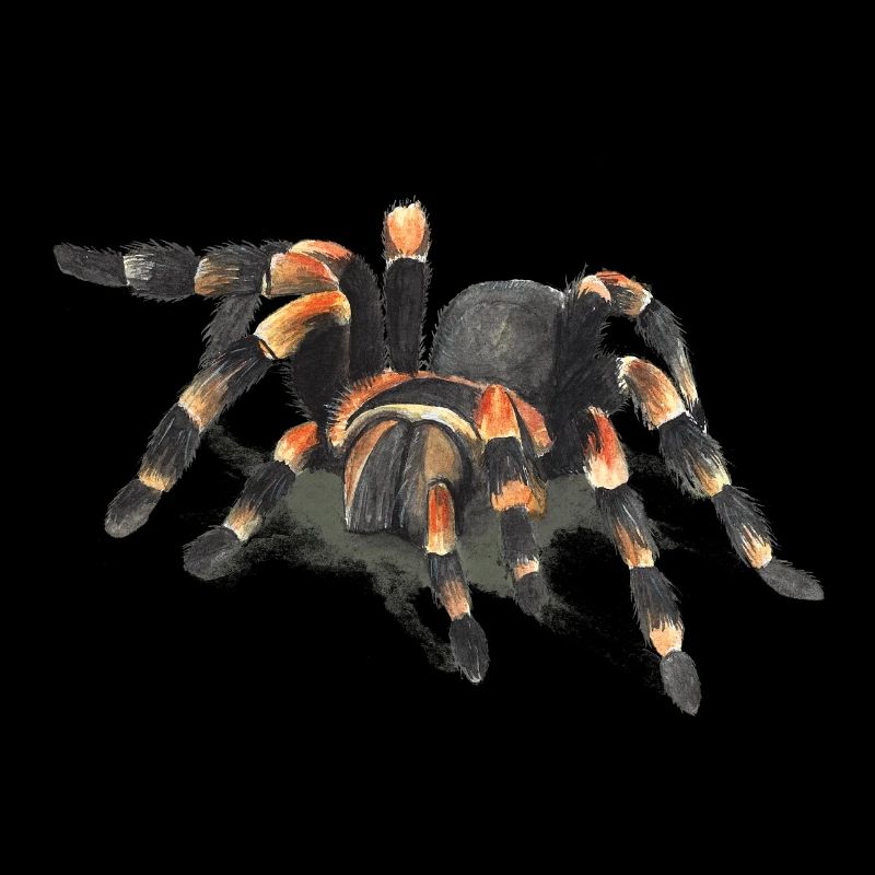 Vogelspinne