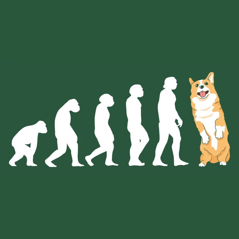 Évolution du chien Corgi