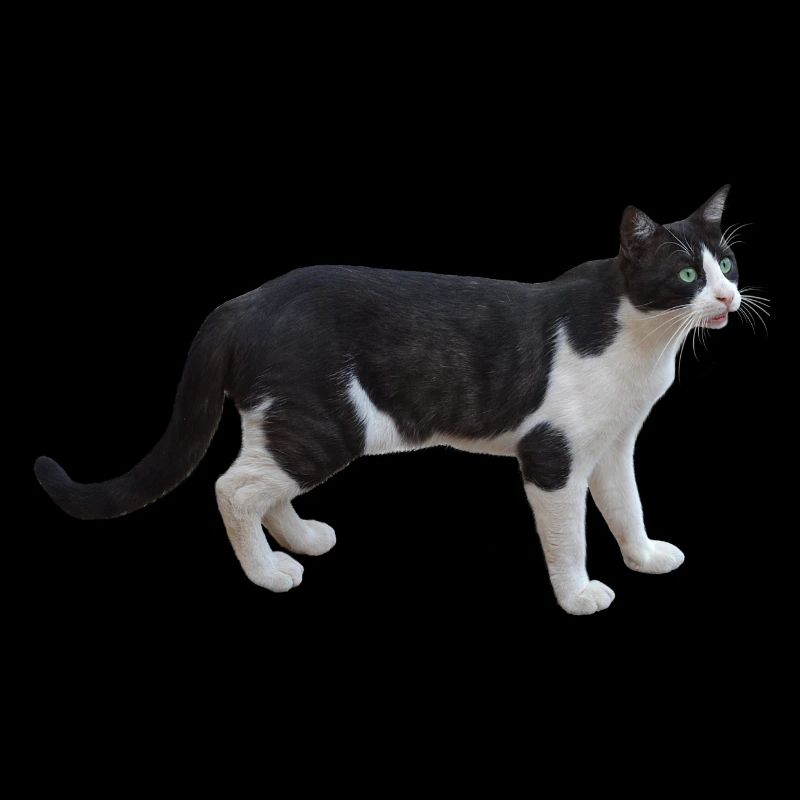 chat chat