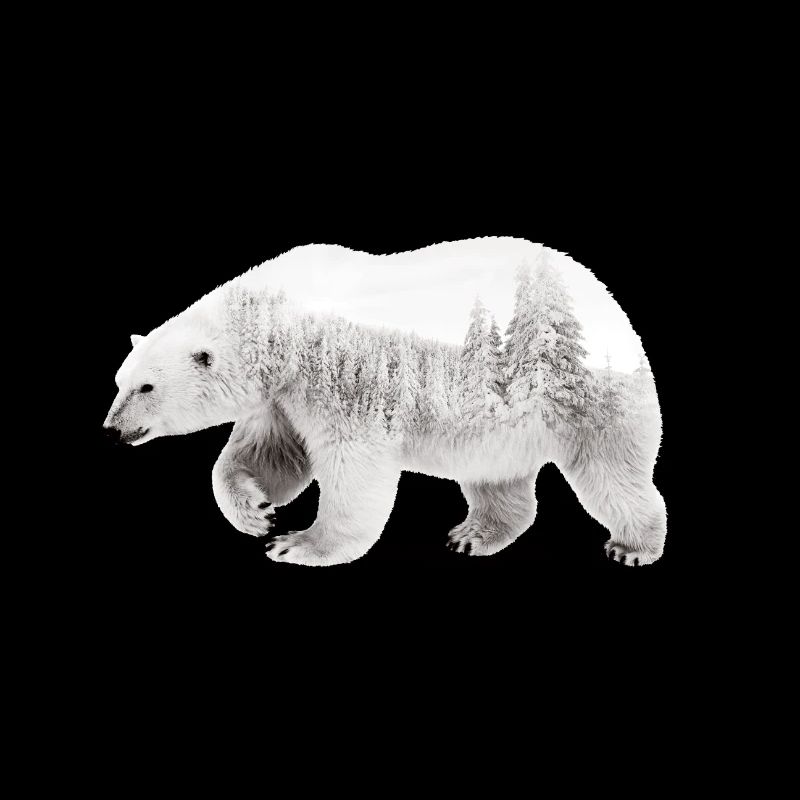 Arctic bear