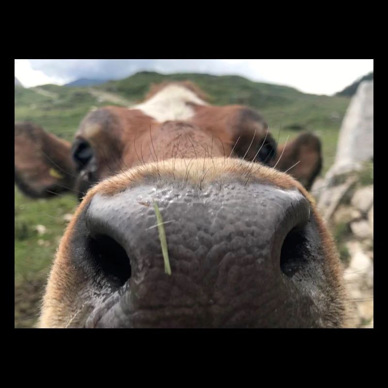 Cow nose
