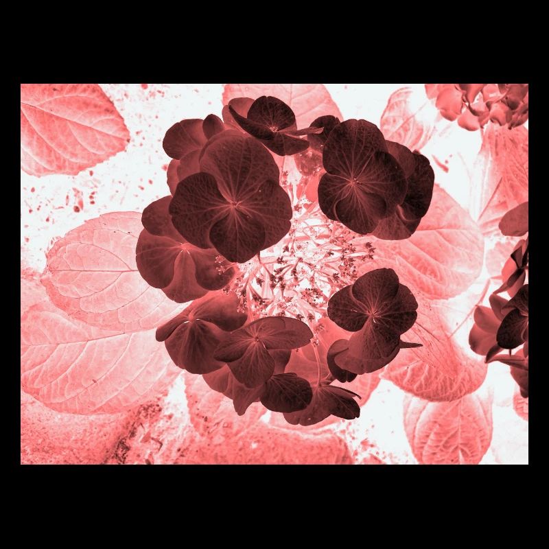 Rote Hydrangea Florales Muster