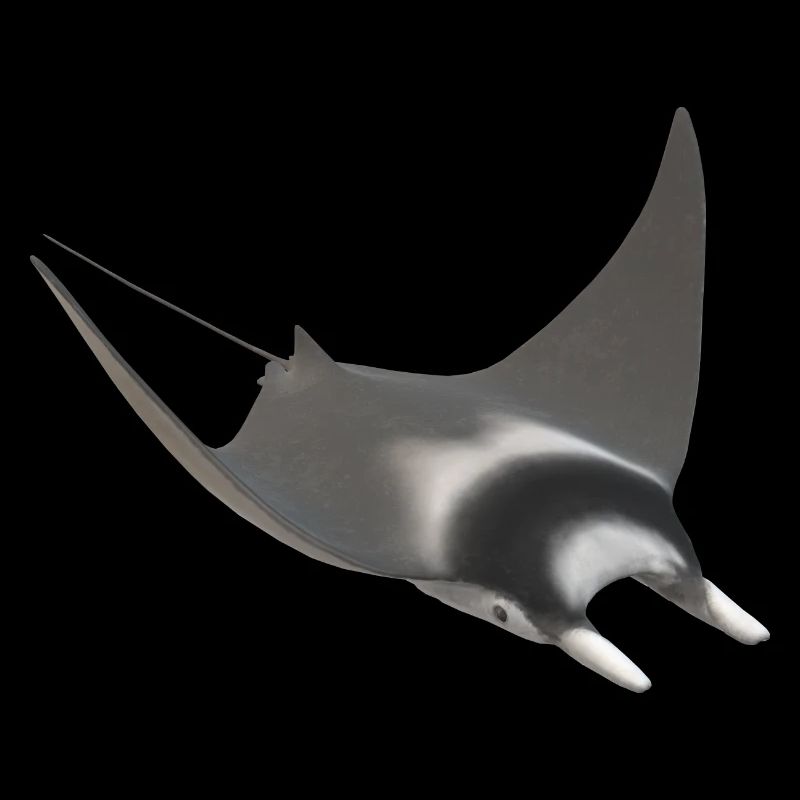 Raies 3d