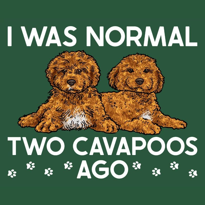 Cavapoo Cavoodle Capoodle Dog