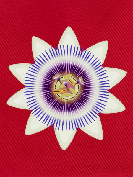 Kunstvolle Blüte einer Passionsblume